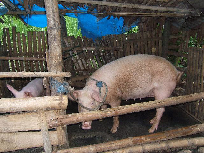 Baboy Philippines 2007